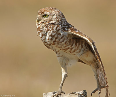 Burrowing-Owl-2.jpg