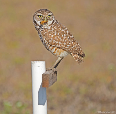 Burrowing-Owl-3.jpg