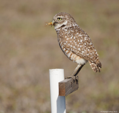 Burrowing-Owl-4.jpg