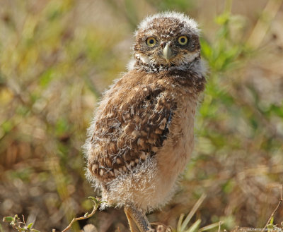 Burrowing-Owlet.jpg
