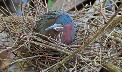 Green-Heron-on-Nest-2.jpg