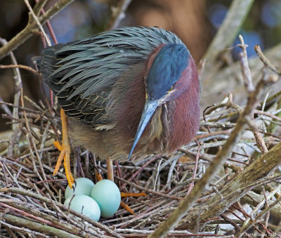 Green-Heron-on-Nest-3.jpg