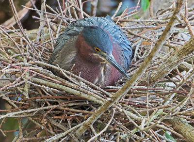 Green-Heron-on-Nest.jpg