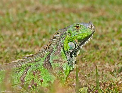 Iguana-3.jpg