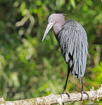 Little-Blue-Heron.jpg