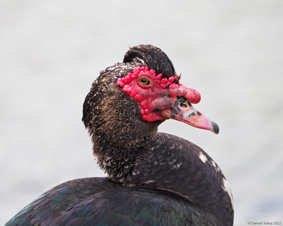 Muscovy-Duck.jpg