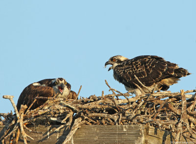 Osprey-and-Chick.jpg