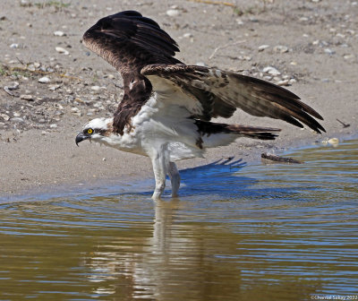 Osprey-Bathing.jpg