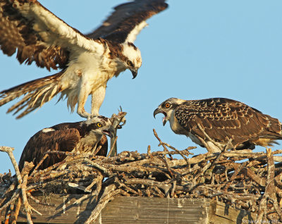Osprey-Feeding-Chick.jpg
