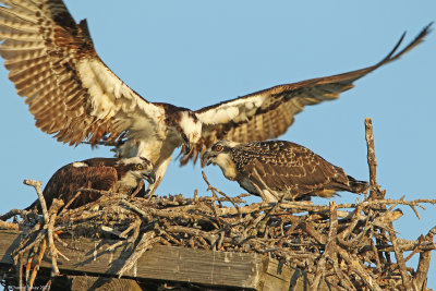 Osprey-with-Chick-2.jpg