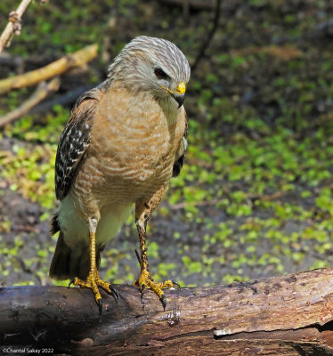 Red-shouldered-Hawk-4.jpg