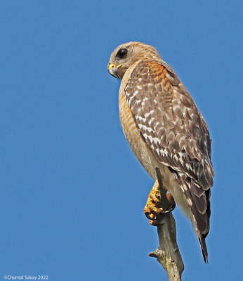 Red-shouldered-Hawk-5.jpg