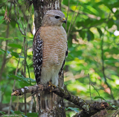 Red-shouldered-Hawk.jpg