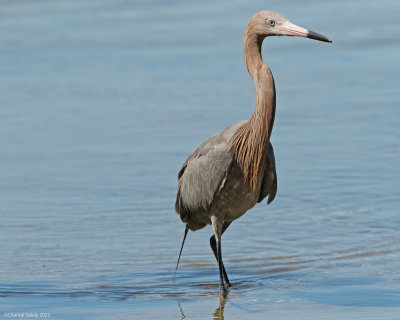 Reddish-Egret.jpg