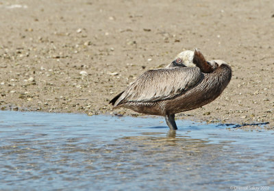 Resting-Pelican.jpg