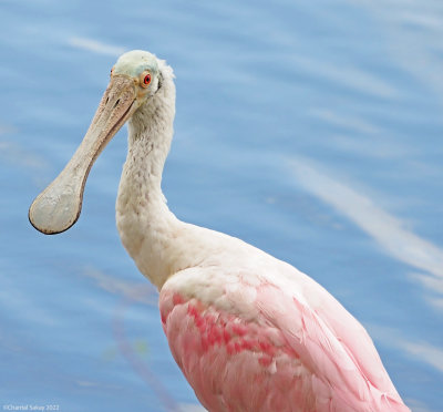 Roseate-Spoonbill-2.jpg