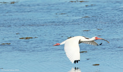 White-Ibis.jpg