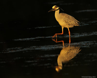 Yellow-crowned-Night-Heron-2.jpg