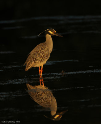 Yellow-crowned-Night-Heron.jpg