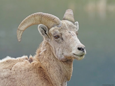 Big-Horned-Sheep-4-RMNP.jpg