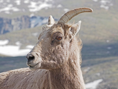 Big-Horned-Sheep-Mt-Evans-2.jpg