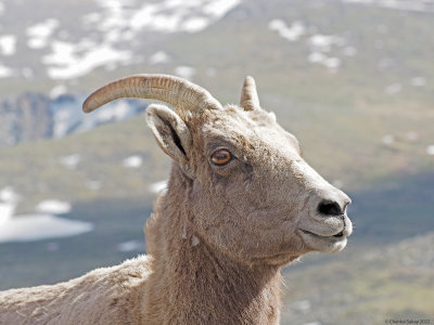 Big-Horned-Sheep-Mt-Evans-3.jpg