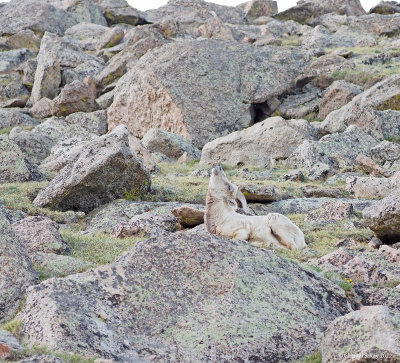 Big-Horned-Sheep-Mt-Evans-4.jpg