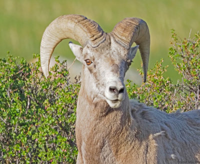 Big-Horned-Sheep-RMNP-10.jpg