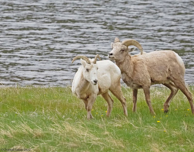 Big-Horned-Sheep-RMNP-3.jpg