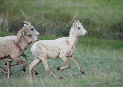 Big-Horned-Sheep-RMNP-5.jpg