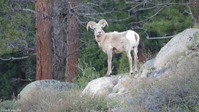 Big-Horned-Sheep-RMNP-6.jpg