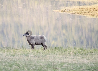 Big-Horned-Sheep-RMNP-7.jpg