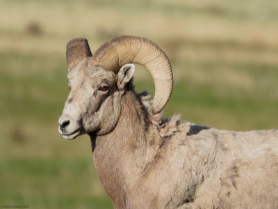 Big-Horned-Sheep-RMNP-9.jpg
