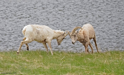 Big-Horned-Sheep-RMNP.jpg