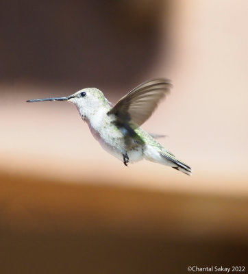 Broad-tailed-Hummingbird.jpg