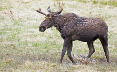 Moose-8.jpg