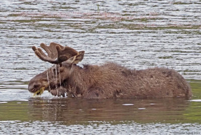 Moose-RMNP.jpg