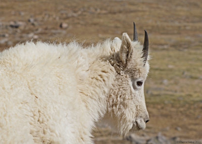 Mountain-Goat-3.jpg