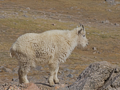 Mountain-Goat-4.jpg