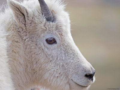 Mountain-Goat-8.jpg