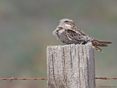 Nightjar-4.jpg