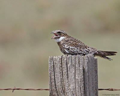 Nightjar-5.jpg