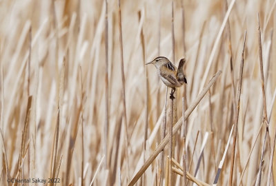 Sage-Wren.jpg