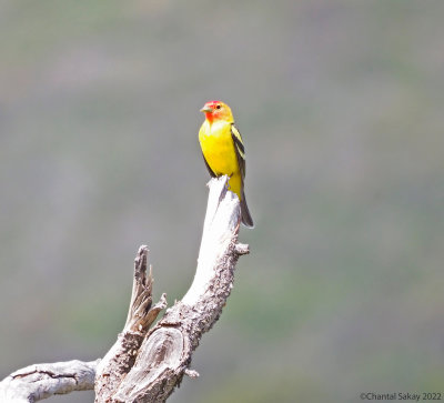 Western-Tanager.jpg