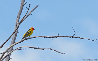 Western-Tanager2.jpg