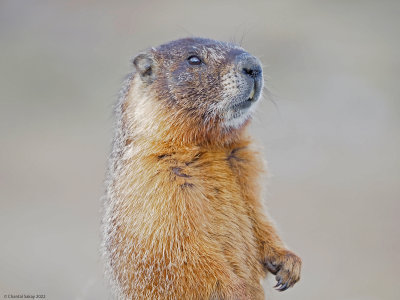 Yellow-bellied-Marmot-3.jpg