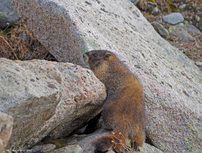 Yellow-bellied-Marmot.jpg