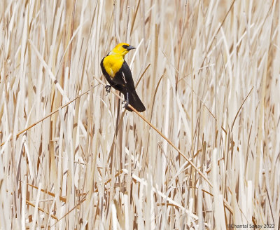 Yellow-headed-Blackbird.jpg