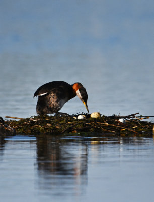 birds_4