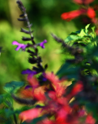 DSC_4207.jpg